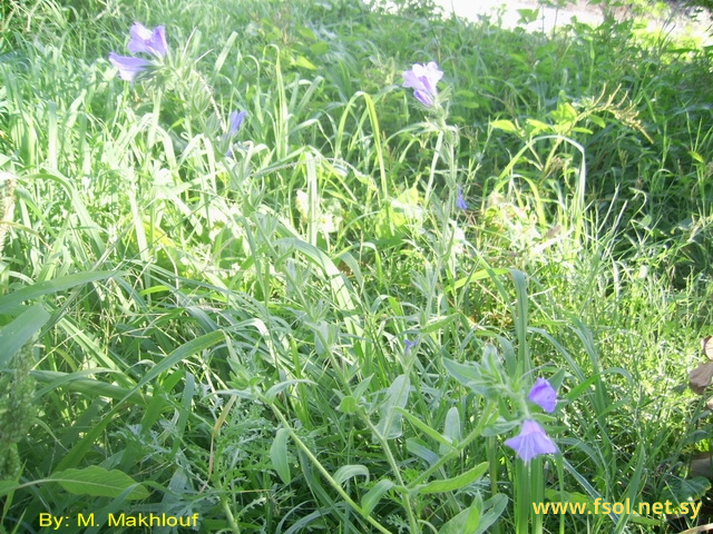 Echium plantagineum L.